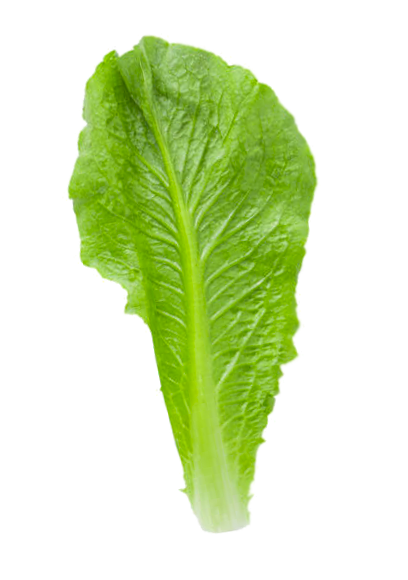 lechuga